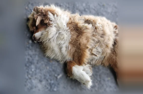 Animaux trouvés Ger, photo: Chien trouvé, Gardères, Ger - décédé sans collier