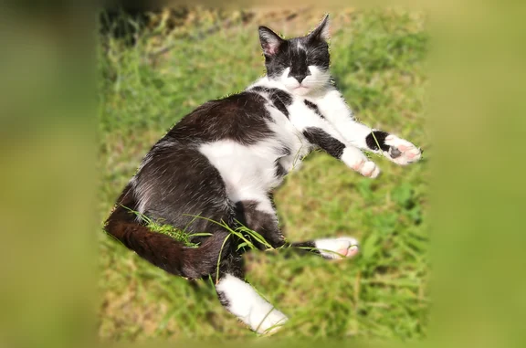 Animaux perdus Reims, photo: Chat perdu, Rue Paulin Paris, 28, Reims - femelle, chatte noir et blanc craintive