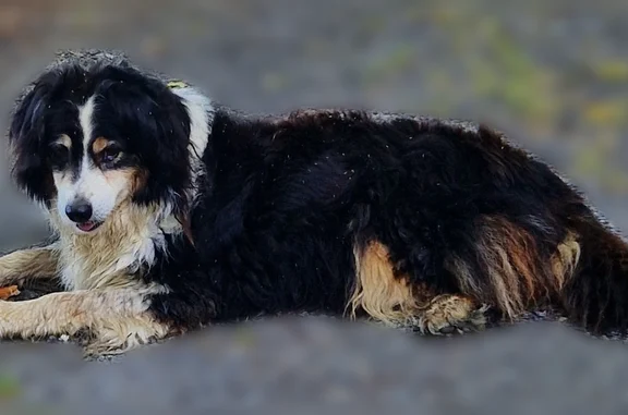 Animaux trouvés Ger, photo: Chien trouvé, Gardères, Ger - chien errant
