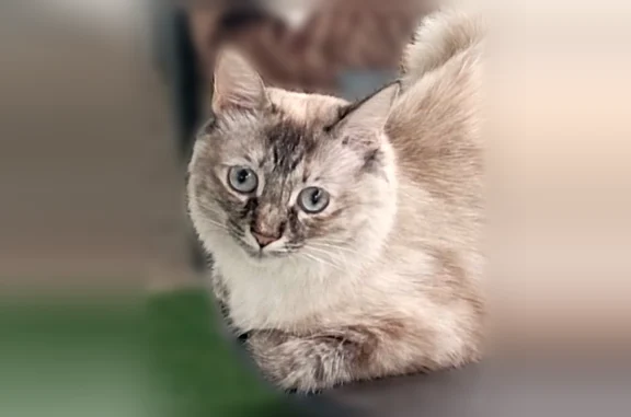 Animaux perdus Villeurbanne, photo: Chat perdu, Rue Mozart, Villeurbanne - petite femelle aux yeux type siamois