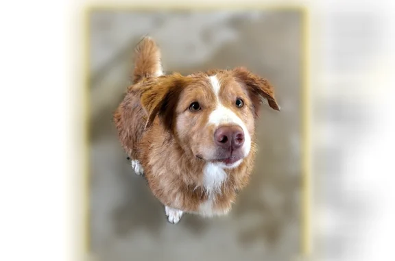 Found dog, Little Indian Creek Road, 8289, Lake Saint Clair — female, red and white - photo