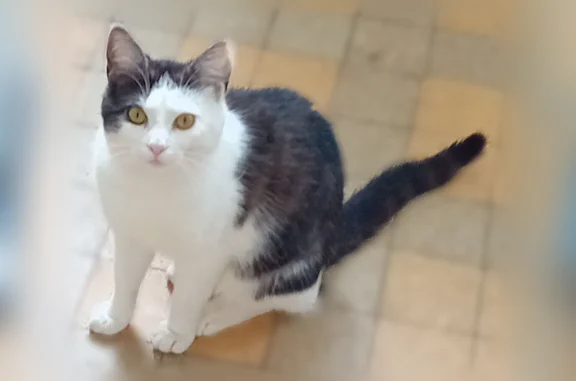 Chat perdu mâle, Rue des Capucins, 11, Argentan - sociable, noir et blanc avec un peu de gris - photo