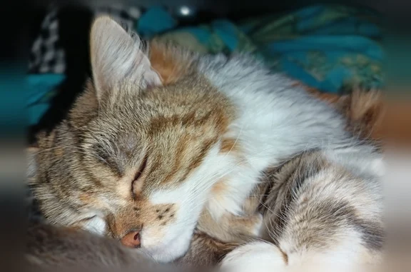 Chat perdu, Paris, photo: Perdu chat femelle, Rue Georges Brassens, 7, Auray, Paris — calicot