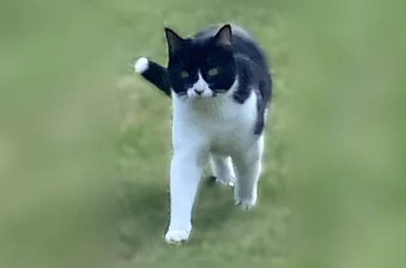 Animaux perdus Lyon, photo: Chat perdu, Rue de Kermorvan, Landerneau, Lyon - femelle, noire et blanche