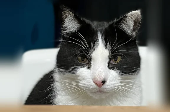 Animaux perdus Nantes, photo: Perdu chat mâle, Rue des Salles de l'Eraudière, 23, Nantes - noir et blanc