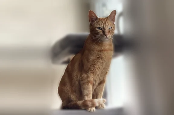 Chat perdu, Tours, photo: Chat perdu, mâle, Rue du Canal, 42, Tours - roux européen