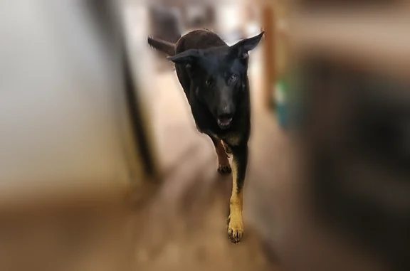 Found dog, Big Spring, Texas - male shepherd, possibly neutered - photo