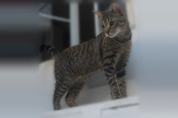 Animaux trouvés Paris, photo: Chat trouvé femelle, Passage Saint-Sébastien, 22, Paris - jeune chatte tigrée brun/gris