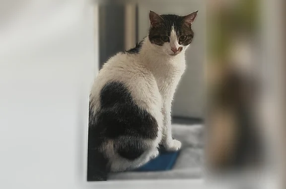Chat perdu, Roquebrune-sur-Argens, photo: Chat perdu, femelle, Rue Pierre Laurent, Marseille - blanche et noire, tache à l’œil