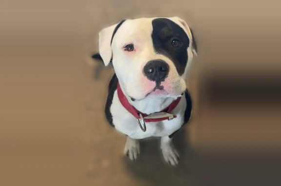 Lost dog, Omaha - light brindle legs, black patch on eye - photo