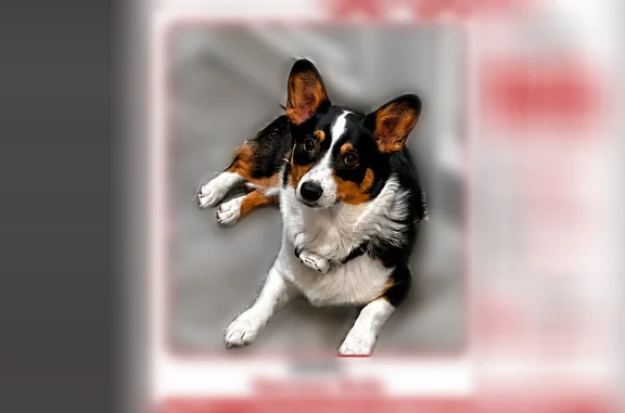 Lost dog, Ash Street, 7291, Frisco - female - photo