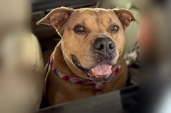 Lost dog, Columbus, Ohio, Warren - female - chipped, pink leopard print collar - photo