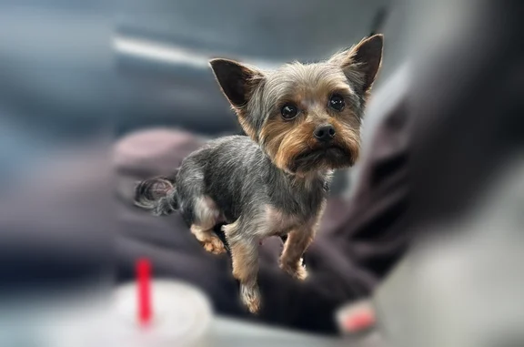 Lost dog, Montego Drive, 7816, Pensacola - male, skittish, upright ears - photo