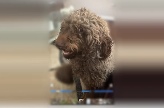 Lost pets Detroit, photo: Lost dog, Strathmoor Street, 18048, Detroit - male