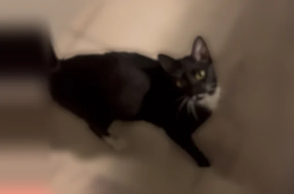 Lost cat, Northeast 5th Terrace, 5200, Pompano Beach, Miami - male, black and white with white chest and paws - photo