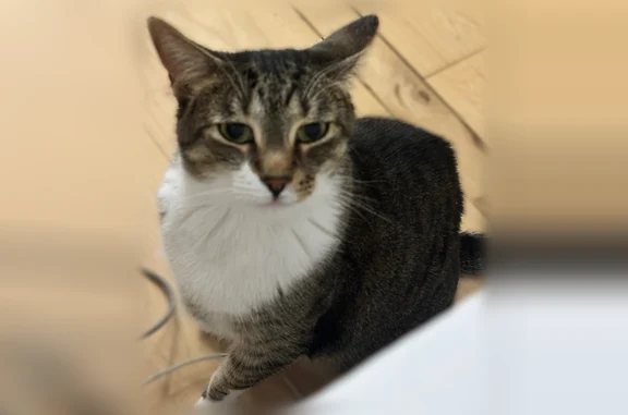 Lost cat, North Milwaukee Avenue, 825, Libertyville - male - photo