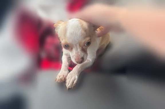 Lost dog, Falkirk Drive, 438, Warner Robins - male - photo