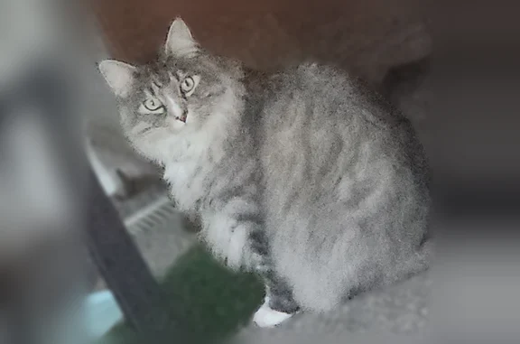 Missing cat Spokane, photo: Lost cat, East Houston Avenue, 3009, Spokane - male Maine Coon with a blue collar and bell