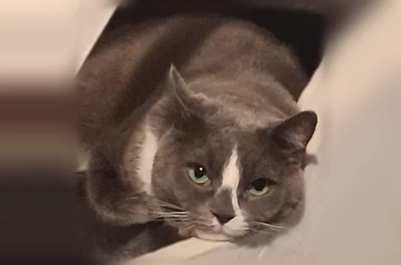 Lost cat, 50th Avenue, 93-04, Queens - male, grey and white, green eyes - photo