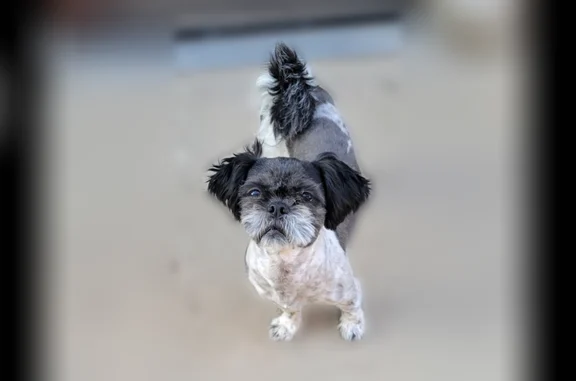 Lost dog, Chicago - female - photo