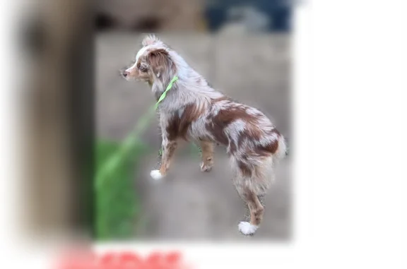 Lost dog, Madison Avenue, 4725, Indianapolis - female, red merle, very scared - photo