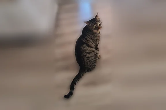 Chat perdu, Paris, photo: Chat perdu mâle, Avenue Charles Albert, 450, La Motte-Servolex, Paris - tigré avec des taches sur le ventre