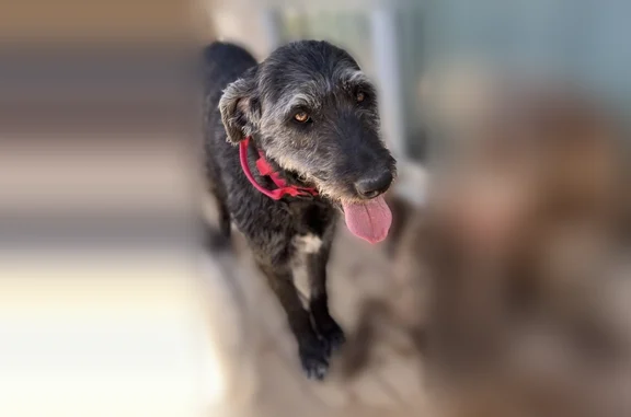 Lost dog, Sunset Road, 1755, Tooele - male, black labradoodle with gray accents - photo