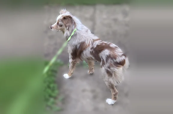 Lost dog, Madison Avenue, 4725, Indianapolis - female, red merle, purple harness - photo