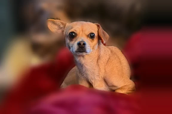Lost pets Mansfield Center, photo: Lost dog, Foxborough, Massachusetts, Mansfield Center - female, tan, small, about 10 pounds