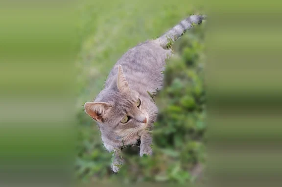 Perdu chat femelle, Lamongerie, Paris - chatte très câline - photo