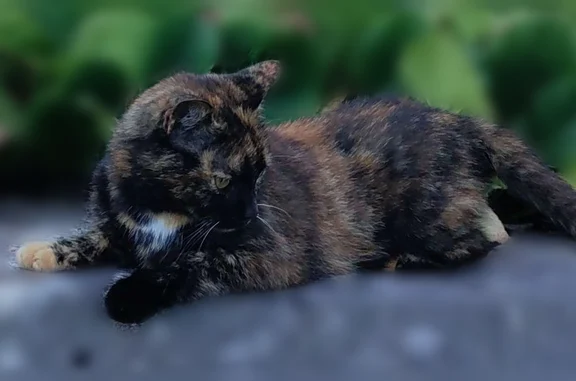 Chat perdu, femelle, Rue de Besançon, 11, Dampierre - craintive, écaille de tortue - photo