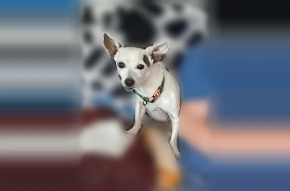 Lost dog, North Ranches Parkway, 7998, Eagle Mountain - male Chiweenie, skittish and nervous - photo