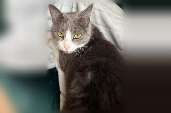 Perdu chat femelle, Rue du Râteau, 16, Laval - grise et blanche - photo