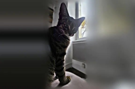 Animaux perdus Jargeau, photo: Perdu chat femelle, Boulevard Carnot, 5, Jargeau - collier rouge avec petite clochette