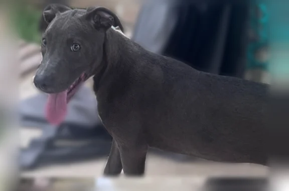 Found dog Austin, photo: Found dog, Chantsong Court, 5912, Austin - female, gray with white chest markings