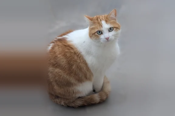 Animaux perdus Montagnac, photo: Perdu chat femelle, Chemin de Laval, 10, Montagnac - tatouée, pucée et stérilisée
