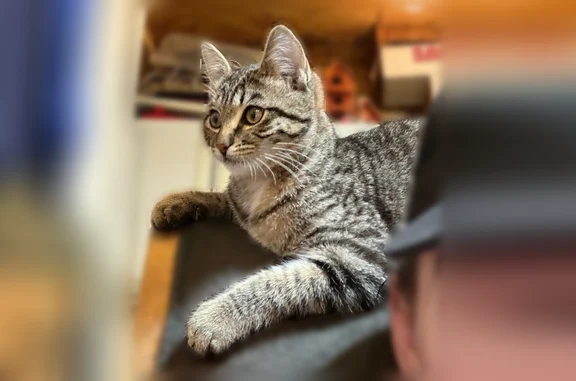 Lost pets Salt Lake City, photo: Lost cat, North Redwood Road, 1265, Salt Lake City - female, shy, skinny, grey with black stripes
