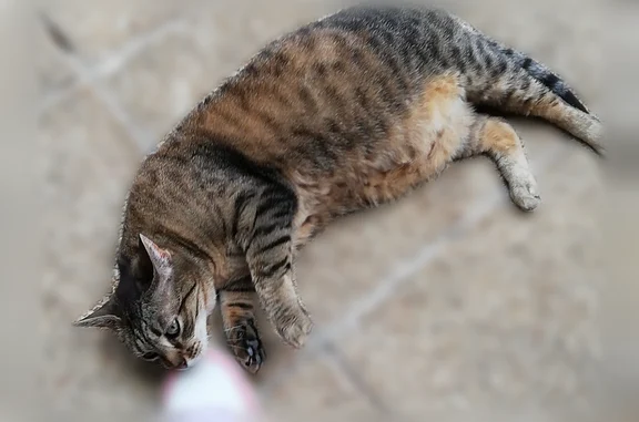Animaux perdus Asnières-sur-Seine, photo: Chat perdu, Rue Diderot, 19, Asnières-sur-Seine - femelle, petite, yeux qui louchent un peu