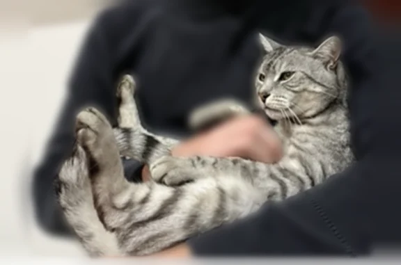 Chat perdu, Paris, photo: Chat perdu mâle, Mordelles, Bretagne, Paris - gris à la queue noire