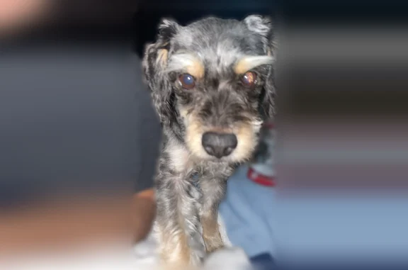 Lost pets Phoenix, photo: Lost dog, Phoenix, Arizona - older small black and gray dog with white/tan accents