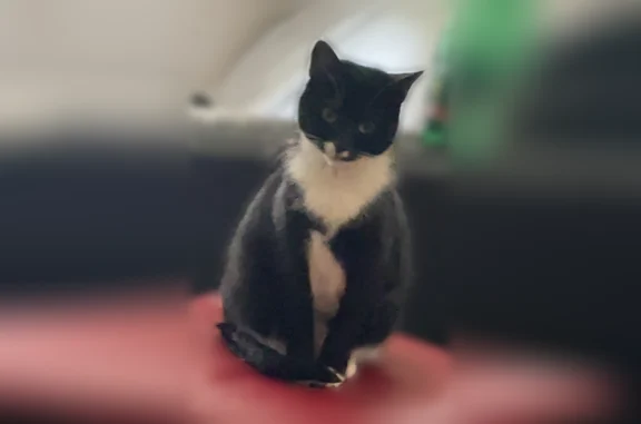 Animaux perdus Maclas, photo: Chat perdu femelle, Rue de l'Industrie, 18, Véranne, Maclas - petite, pattes blanches