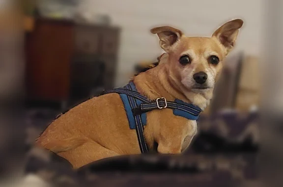 Lost dog, West Escuda Road, 6471, Glendale, Phoenix - male, red/brown - photo