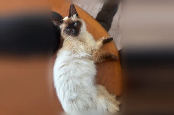 Chat perdu, La Motte, photo: Chat perdu mâle, Impasse de la Brousse au Moine, La Motte - castré et pucé