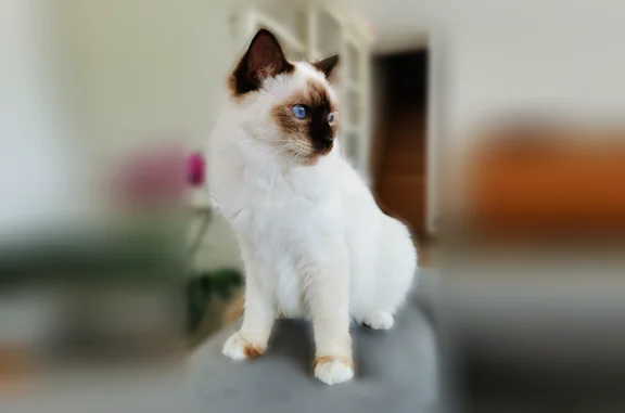 Chat perdu femelle, Rue Emile Arthur, Tinténiac, Paris - Sacré de Birmanie blanche - photo