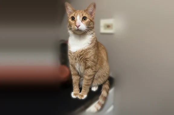 Lost cat, West 18th Place, 1308-1312, Chicago - male, microchipped - photo