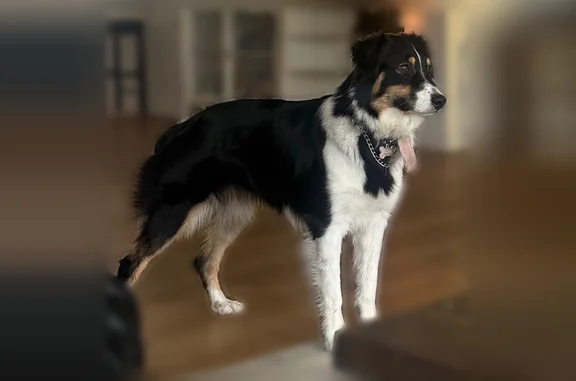 Lost dog, East Buffington Street, 119, Upland - skittish, short nub tail - photo