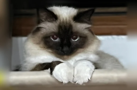 Chat perdu, Rue de l'Eure, 16, Martot, Criquebeuf-sur-Seine - femelle, yeux bleus - photo