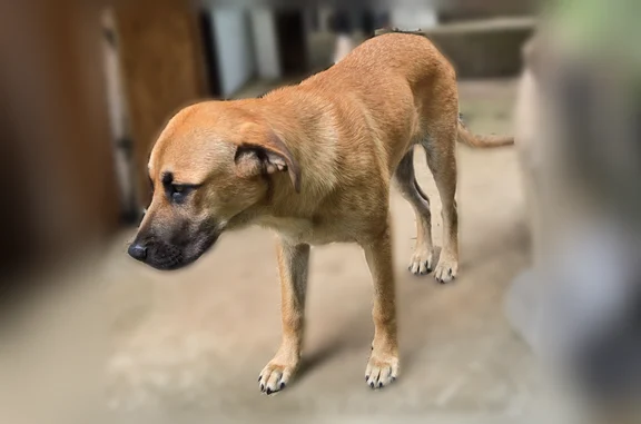 Found dog Forest Park, photo: Found dog, Ash Street, 5807, Forest Park - female, tan/black coat