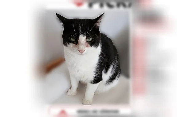 Chat perdu, Boulevard Edmond Roussin, 3, Fougères, Paris - mâle craintif - photo