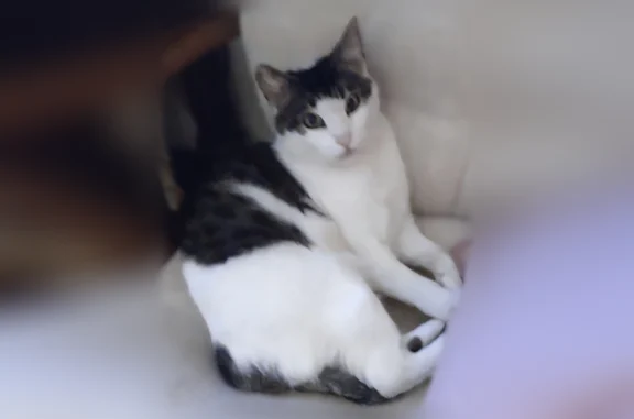 White and black cat. Didn't come home last evening Pinkie came home 2 days later. Thank you